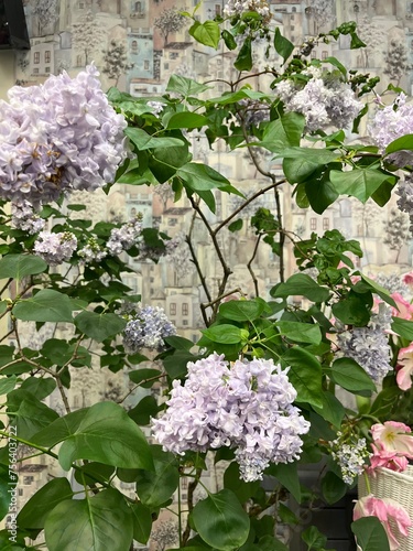 bluish lilac swirled petals of terry lilac. Syringa vulgaris P. P. Konchalovsky . Floral background. first spring blooming bushes photo