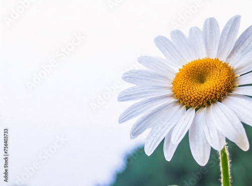 White daisy flower