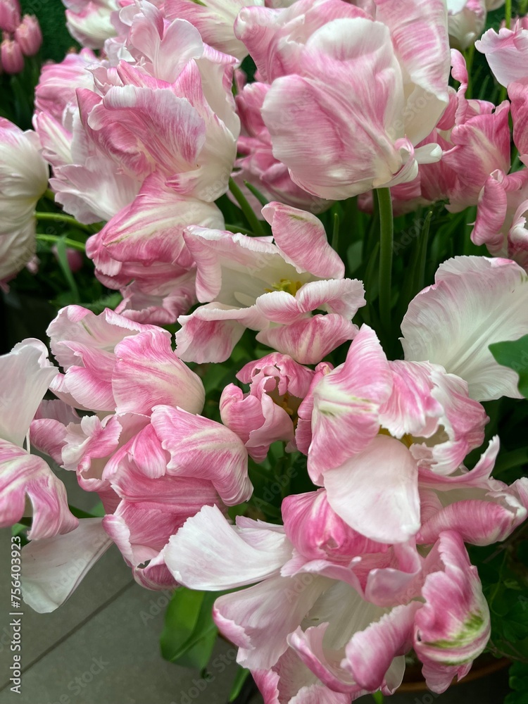 Beautiful blooming Tulips bouquet in a vase. Floral background. first flowering flowers Beautiful blooming Tulips bouquet in a vase. Floral background. first flowering flowers
