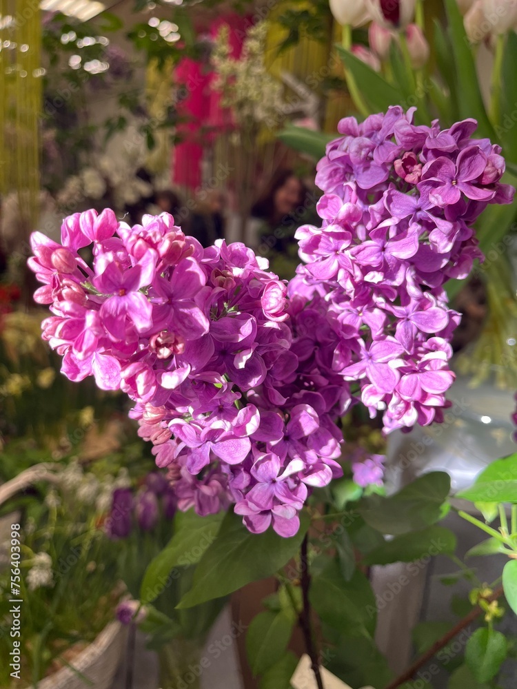 purple blooming lilac with huge petals. close ap. spring flowering bushes. floral background purple blooming lilac with huge petals. close ap. spring flowering bushes. floral background