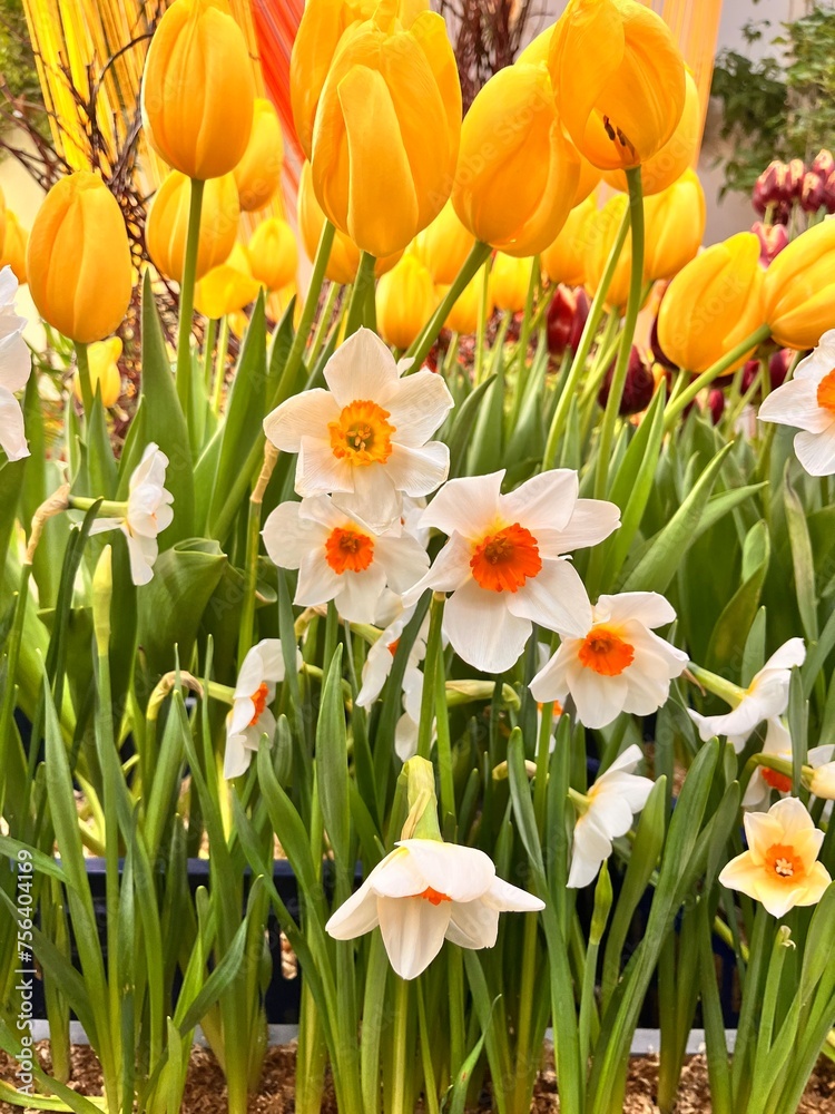 Obraz premium Beautiful yellow blooming daffodils in a vase. Floral background. first spring flowers