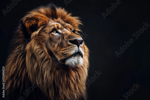 Majestic Lion staring on black background  motivational quote inspirational male grind post  Stoicism stoic hard men mentality philosophy philosopher  copy space for quotation text