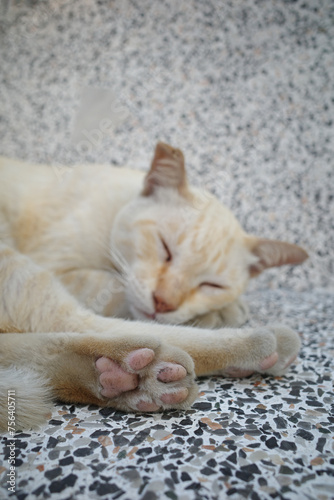 Close up dirty paws of cat sleeping on marble bench 