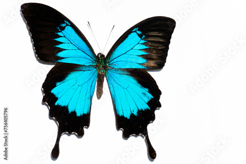 Blue butterfly isolated on white background