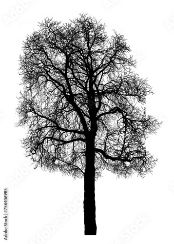 Black Leafless Winter Tree. Black Tree with Leafless Tree Crowns. No People. Black Silhouette of Tree without Leaves.