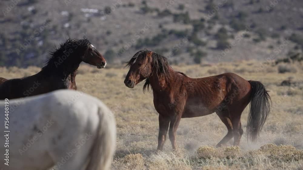 Two Onaqui wild horses sparing with each other in the Utah desert. Two Onaqui wild horses sparing with each other in the Utah desert.