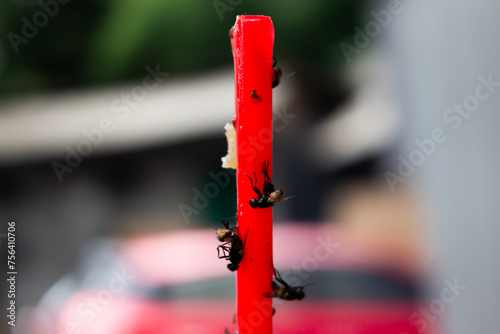 Housefly (Housefly, Musca domestica) trapped in glue straw in white background photo