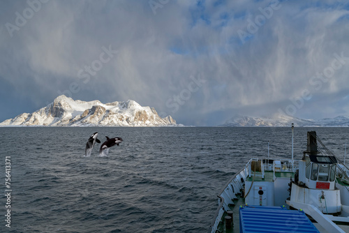 Spingende Orkas vor Expeditionsschiff im Nordpolarmeer