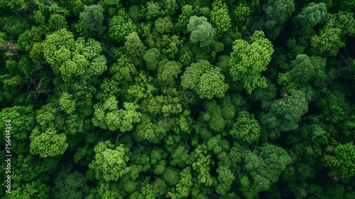 Aerial View of a Dense Green Forest Canopy in Daylight