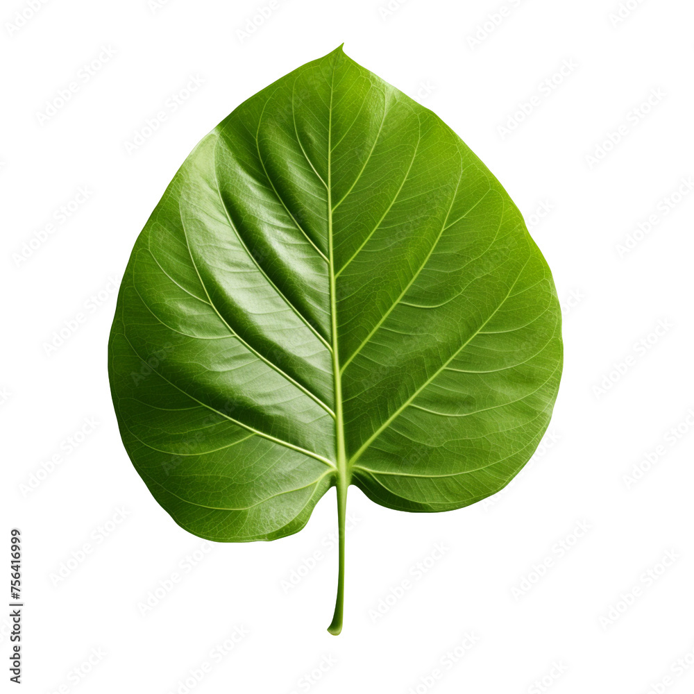 Obraz premium A single leaf isolated on transparent background