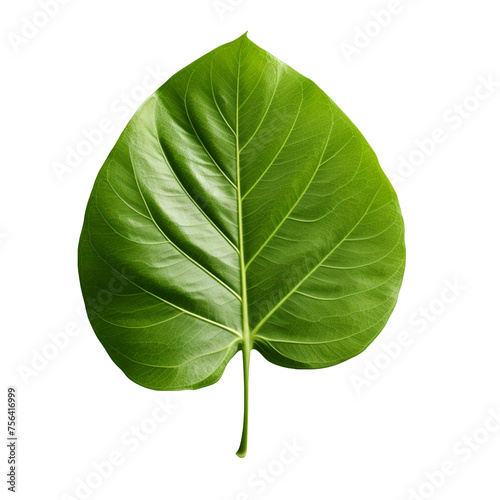 A single leaf isolated on transparent background