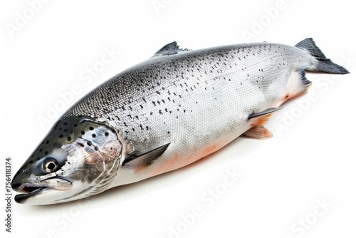 A fish lying down on a white background, appearing motionless.