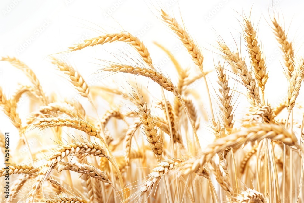 wheat field isolated on white background wheat field isolated on white background
