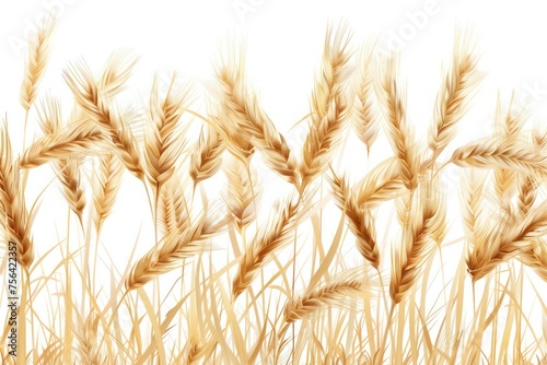 wheat is in the stalks on a white background