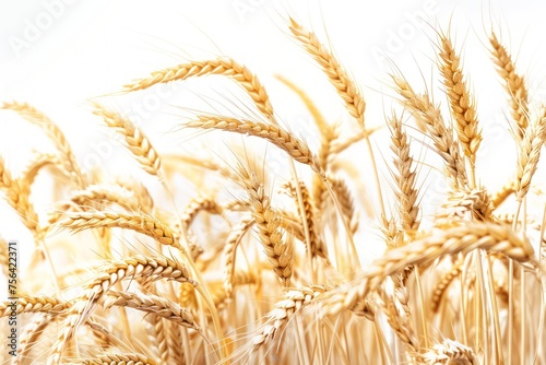 wheat field isolated on white background