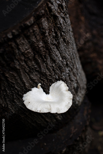 Close up of the mushroom