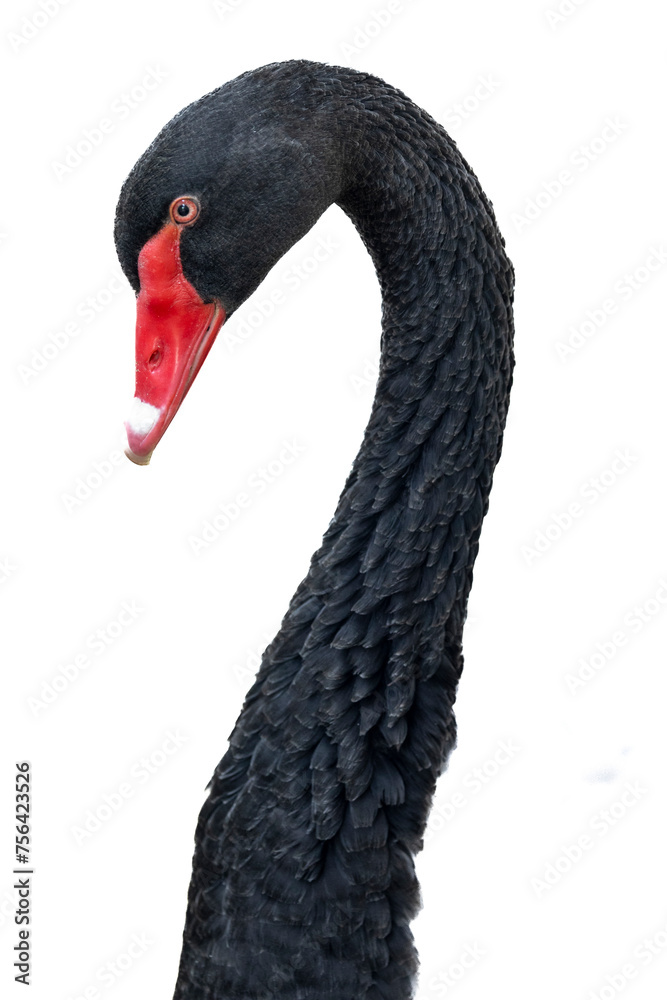 Fototapeta premium Black Swan Bird Profile White Background Long Neck