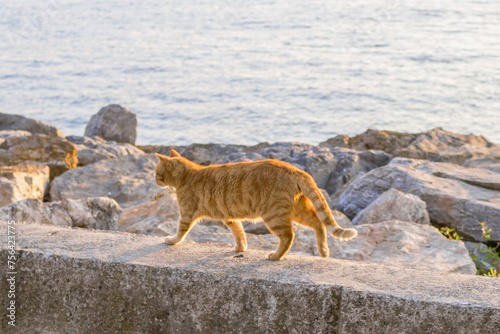 Yellow street cat is walking on embankment near to sea at the sunny day. Istanbul, Turkey. Animal portrait. © Nadezhda Zaitceva