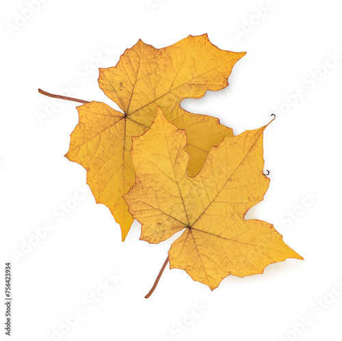 Leaves fall color in autumn isolated on white background