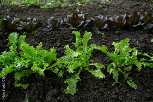 sprouts of green and red lettuce in open ground