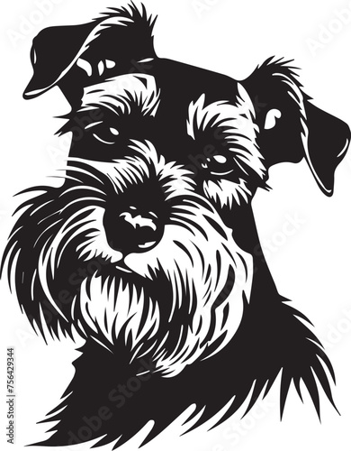 black and white Miniature Schnauzer puppy
