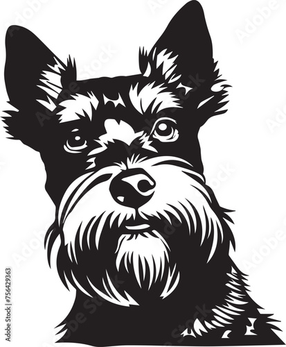 black and white Miniature Schnauzer dog