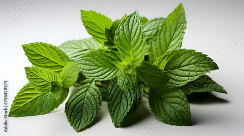 Mint leaf. Fresh mint on a white background. Mint leaves isolated.  photo