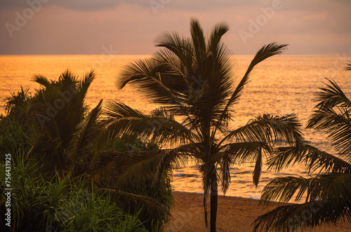 Palm tree on beach, golden illumination of sea, sunset.