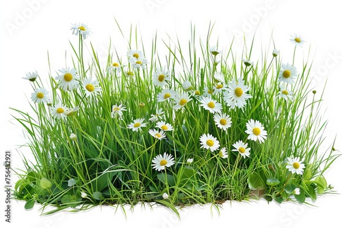 Grass and daisies in spring isolated using clipping path and alpha channel