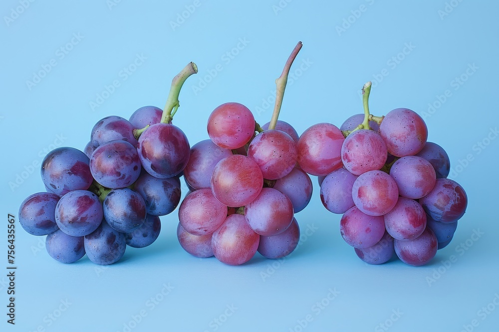Fototapeta premium Trio of grape clusters in shades of purple and pink against a blue backdrop