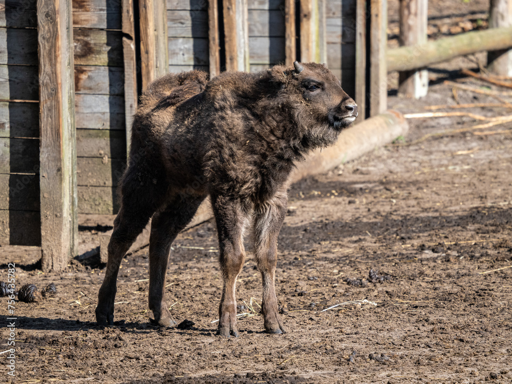 Fototapeta premium Bison