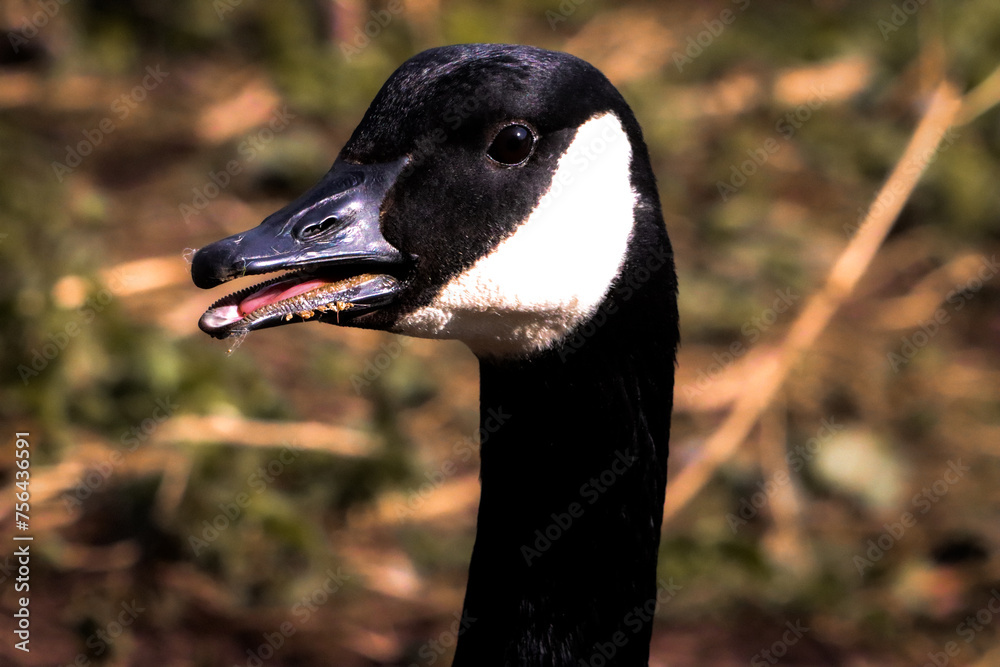 A beautiful animal portrait of a Canadian Goose A beautiful animal portrait of a Canadian Goose