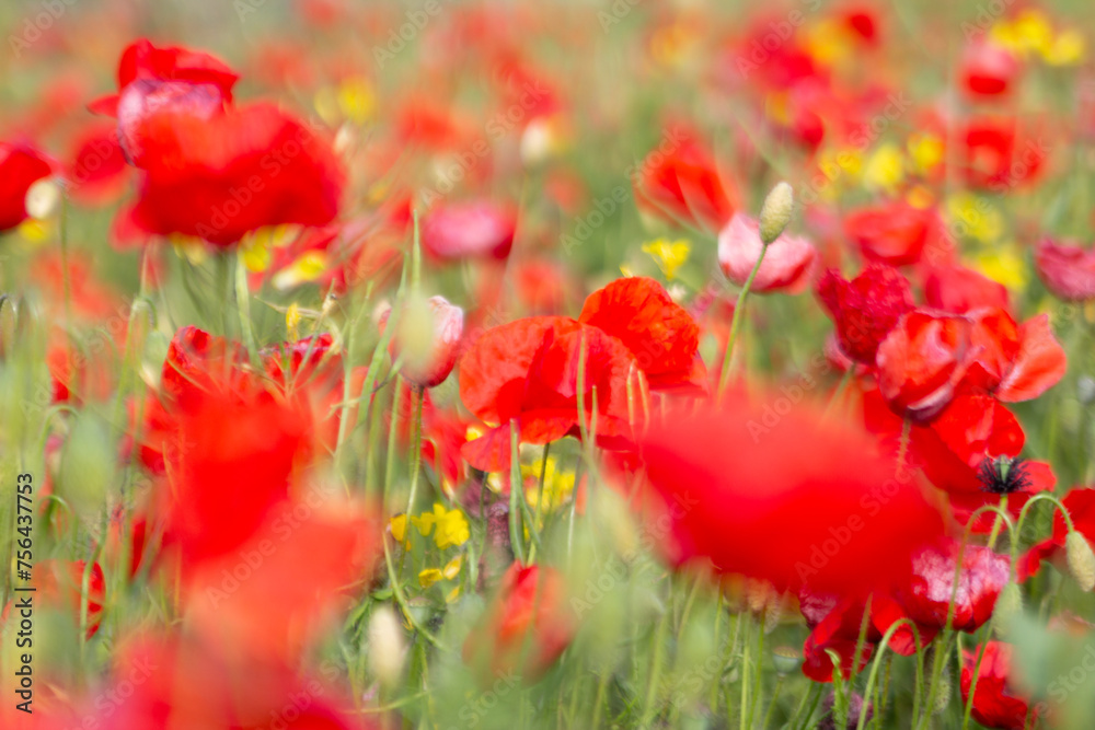 Naklejka premium printemps rouge 