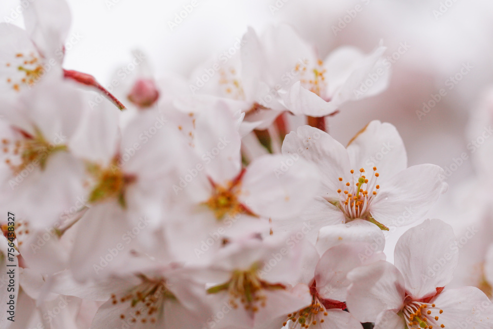 Elegant Cherry Blossoms Blooming in Springtime Serenity, Japan Elegant Cherry Blossoms Blooming in Springtime Serenity, Japan