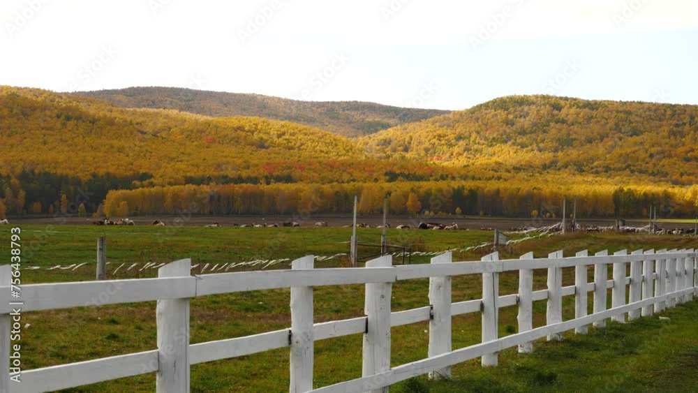 Herd of cows on beautiful mountain meadow in Siberia on an autumn day Herd of cows on beautiful mountain meadow in Siberia on an autumn day