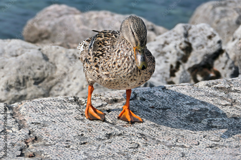 Ente,vogel Ente,vogel