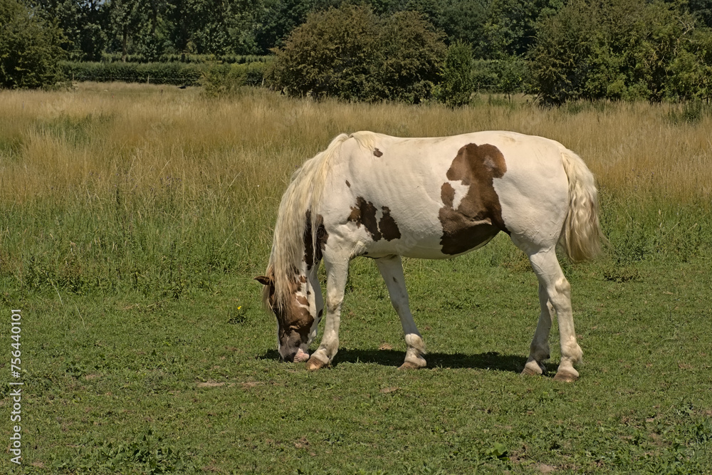 Grazing white horse in the sun in a meadow in nature Grazing white horse in the sun in a meadow in nature