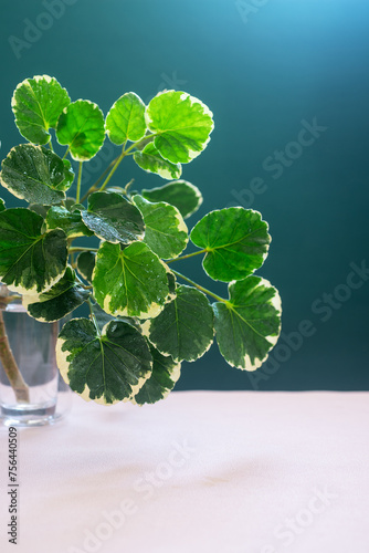 Indoor house plant Polyscias Scutellaria in a glass vase on teal background