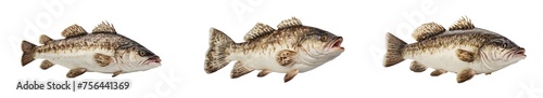 Atlantic cod fresh, Gadus morhua, fish of Greenland isolated on transparent background generative ai