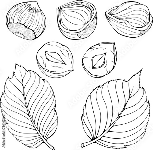 Set with whole and half hazelnuts with leaves. Peeled kernel and in shell. Vector illustration in hand drawn sketch doodle style. Line art diet snack isolated on white. Design for coloring book, print