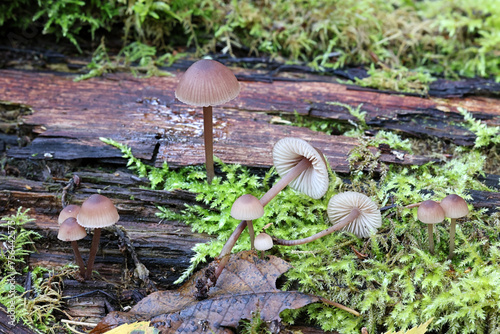 Bleeding fairy helmet, Mycena haematopus, also known as burgundydrop bonnet, wild mushroom from Finland photo