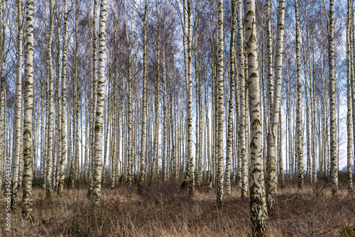 Birch forest south of Höganäs in Skåne, Sweden.