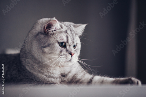 Close up british shorthair cat portrait looking shocked or surprised on dark background with copy space. Veterinarian clinic advertising.