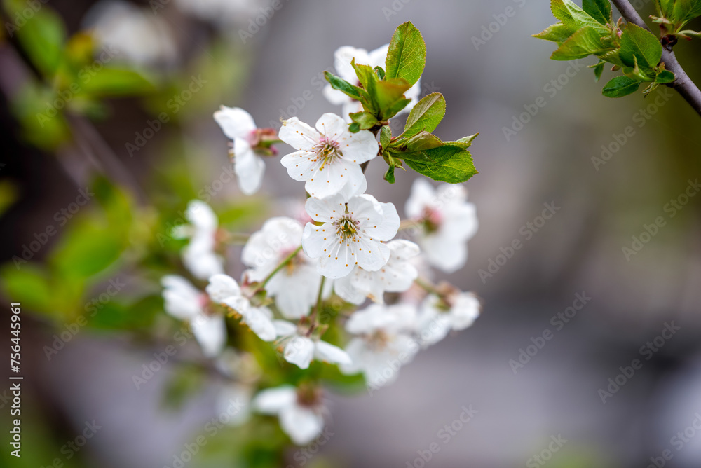 blooming white flowers on a tree branch blooming white flowers on a tree branch