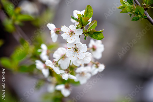 blooming white flowers on a tree branch