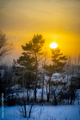 Beautiful winter landscape with pine trees and sunset in the forest.