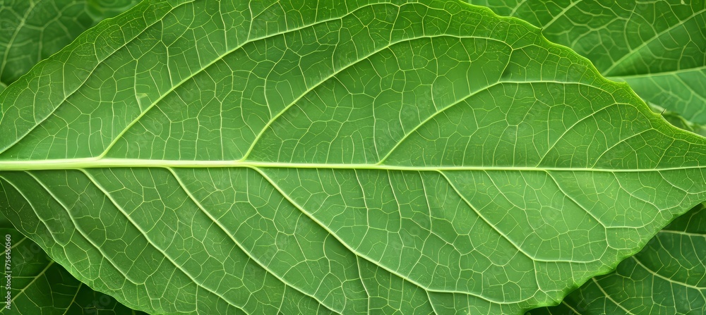 Detailed green leaf skeleton texture background in close up view for natural design elements Detailed green leaf skeleton texture background in close up view for natural design elements