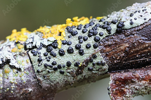 Boreal button lichen, Buellia disciformis  photo