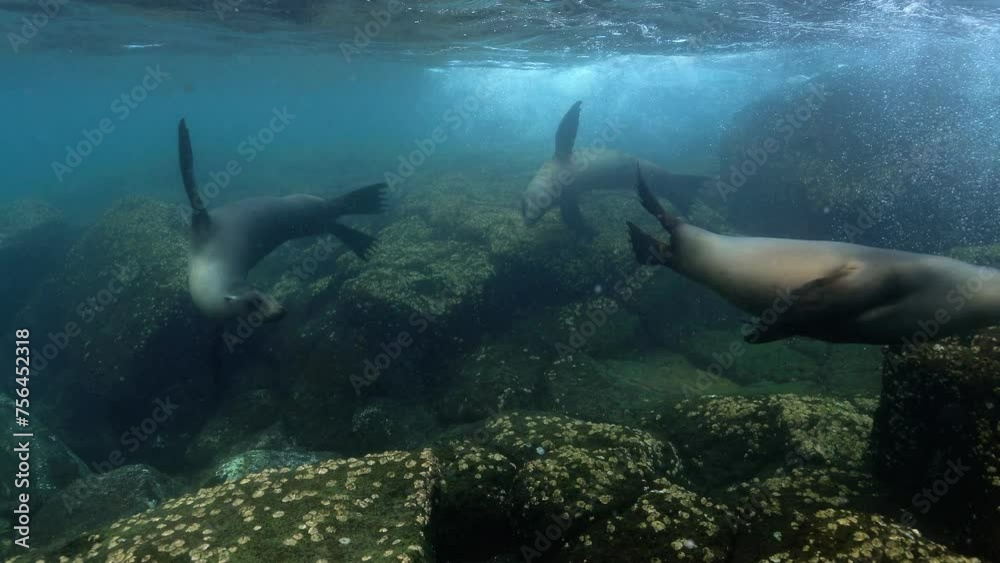 Sea lions swimming happily in the clear water of the Pacific ocean. Sea lions swimming happily in the clear water of the Pacific ocean.