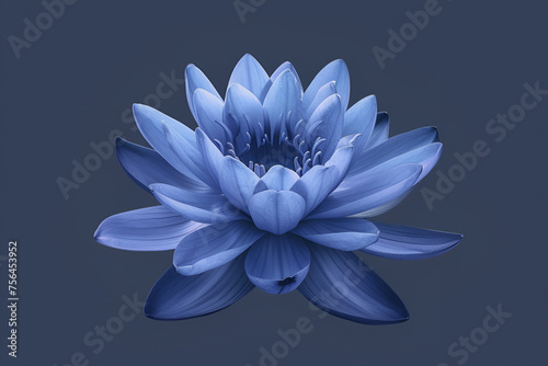 Blue water lily on blue background. Blue lotus flower. Botanical art.